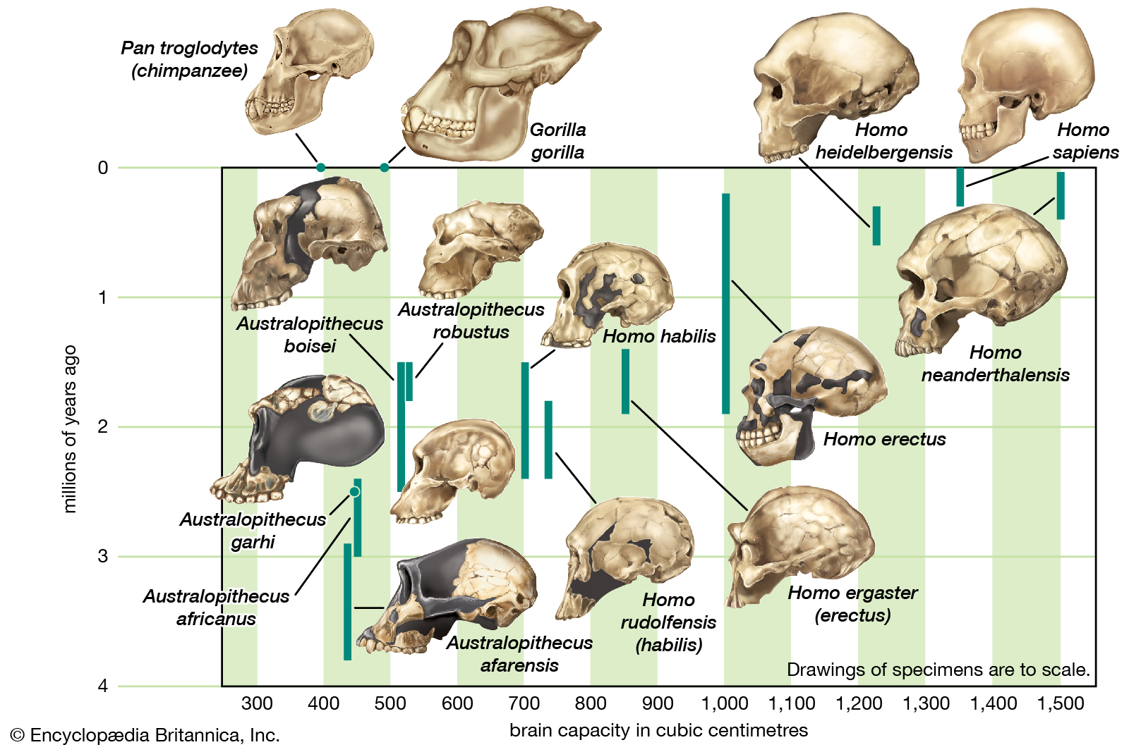 HUMAN EVOLUTION EVIDENCE CONSISTS OF APE, HUMAN, AND A MIX OF THE TWO ...