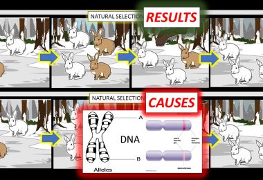 natural selection results vs causes